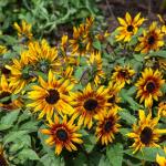 Fleurs - Tournesol Suntastic HF1 - Graines d'Exception - face recto